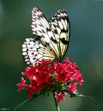 پروانه زیبا و سیاه و سفید